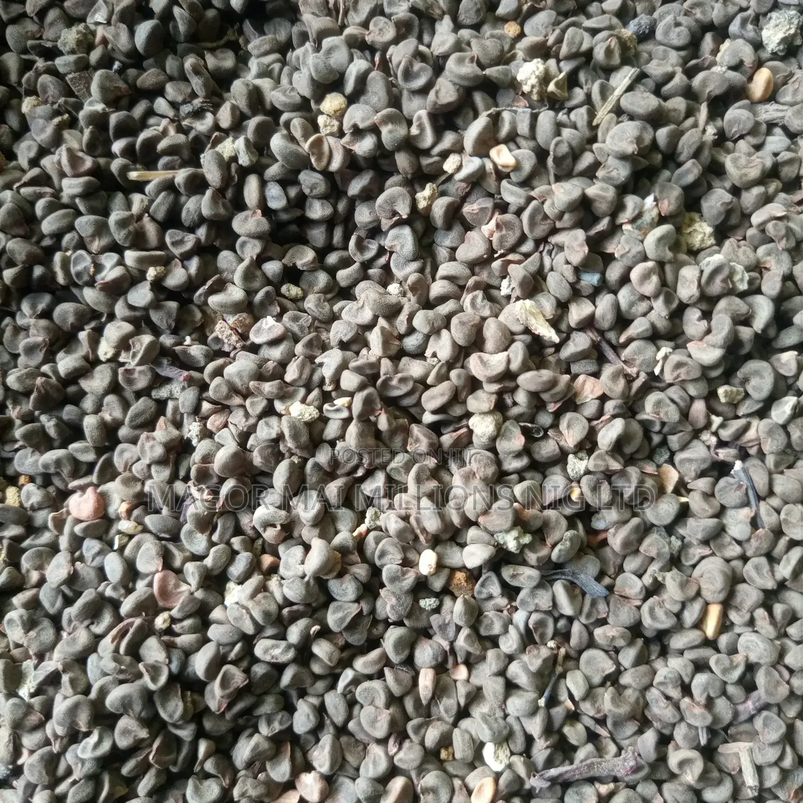 High Quality Seeds (Check Description for Prices)
