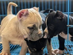 1-3 months Male Purebred American Bully