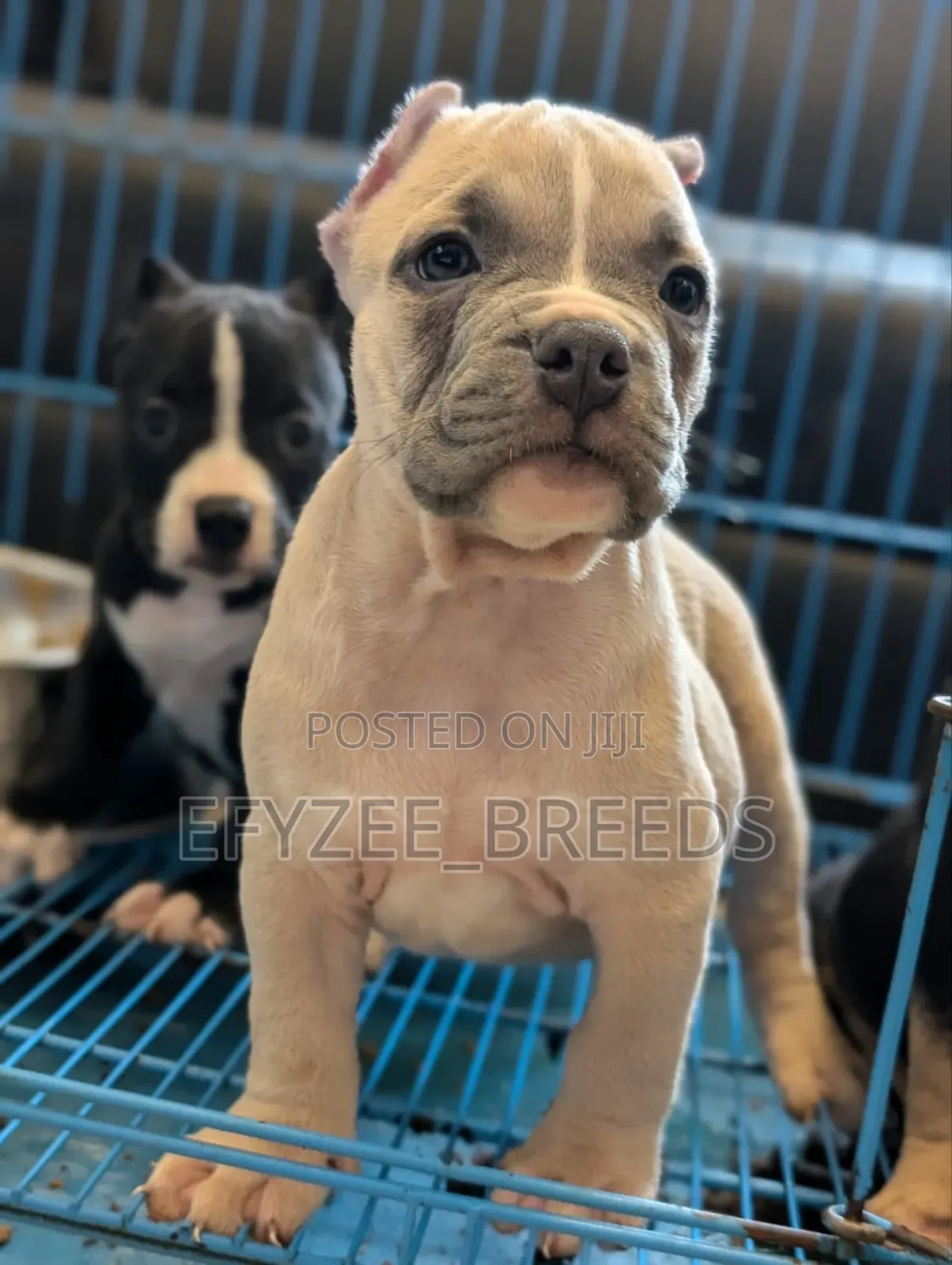 1-3 months Male Purebred American Bully