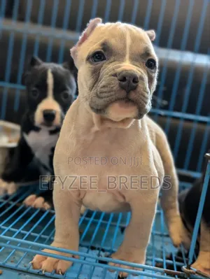 1-3 months Male Purebred American Bully