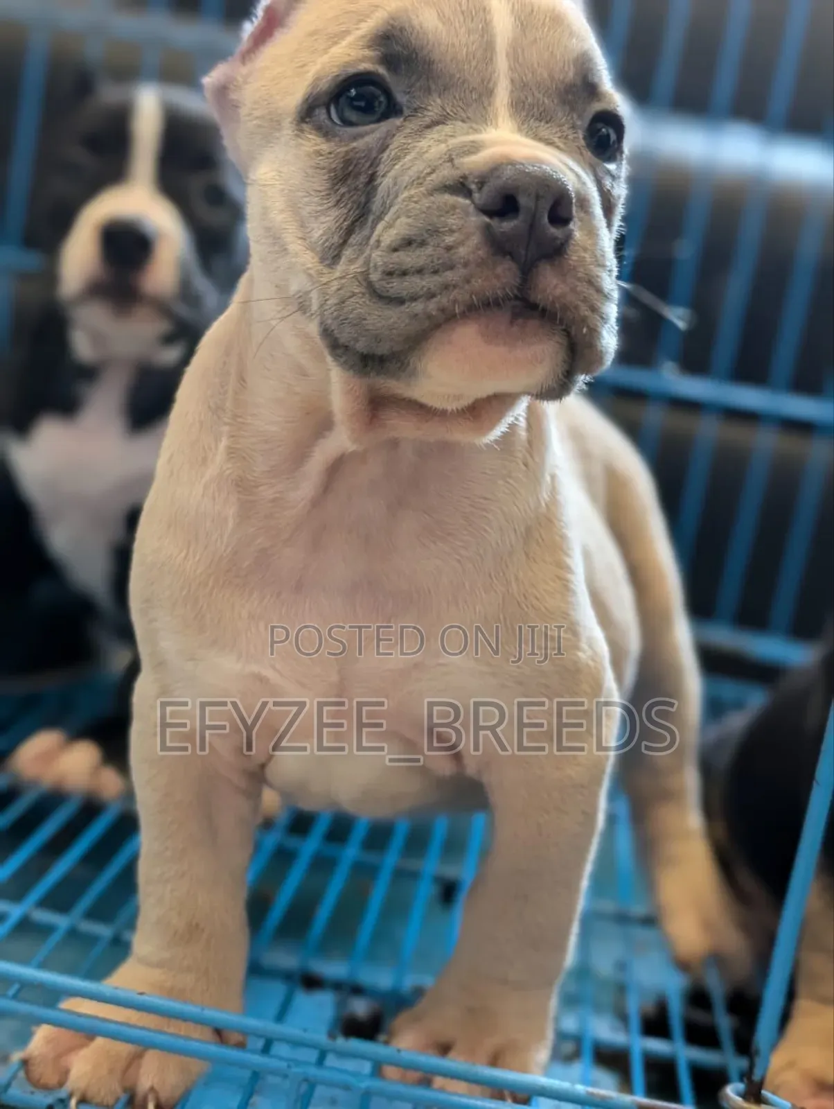 1-3 months Male Purebred American Bully