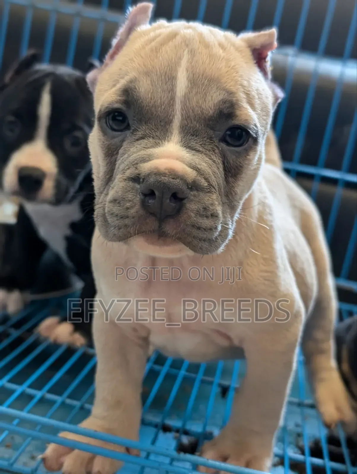 1-3 months Male Purebred American Bully