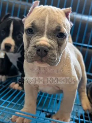 1-3 months Male Purebred American Bully