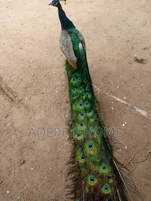 Beautiful Male and Female Peacocks
