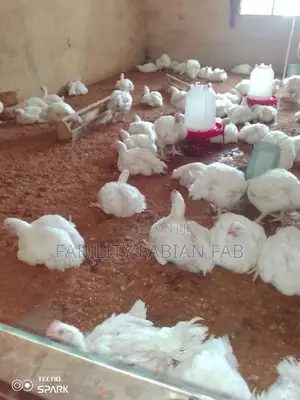Matured Broiler Available