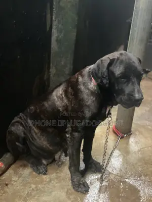 1+ year Female Purebred Boerboel