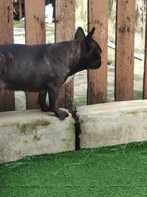 1+ year Female Purebred French Bulldog