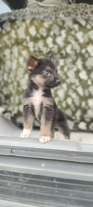 1-3 months Male Purebred German Shepherd