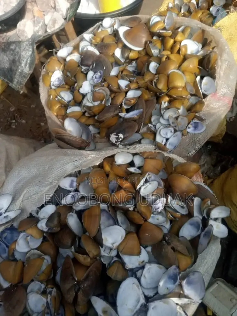 Oyster Shell for Calcium Mix
