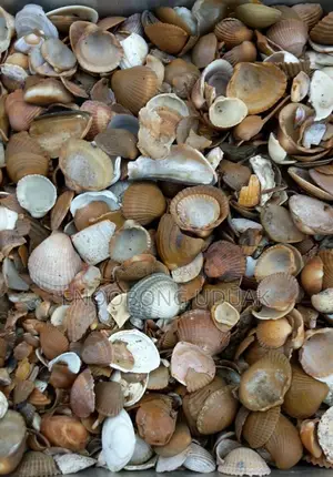 Oyster Shell for Calcium Mix