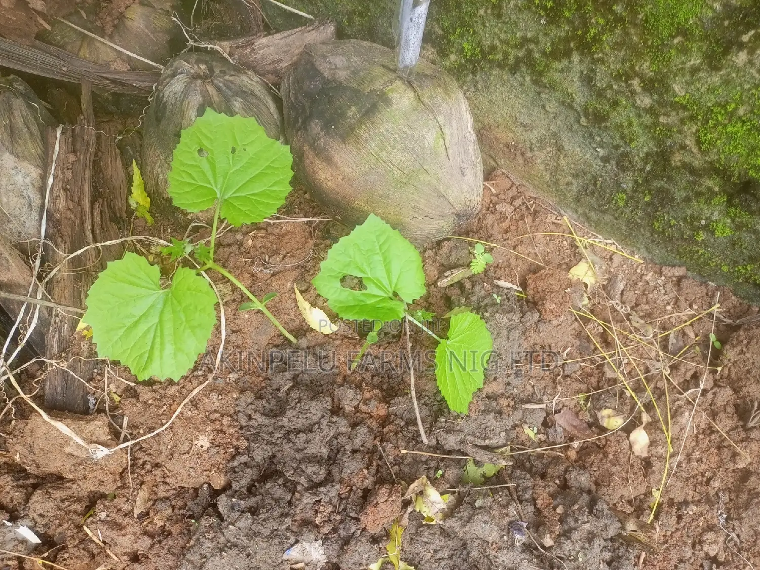 Bitter Gourd Seedlings