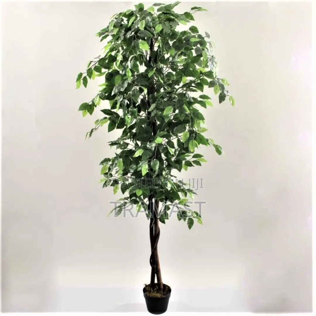 Artificial Ficus Plant
