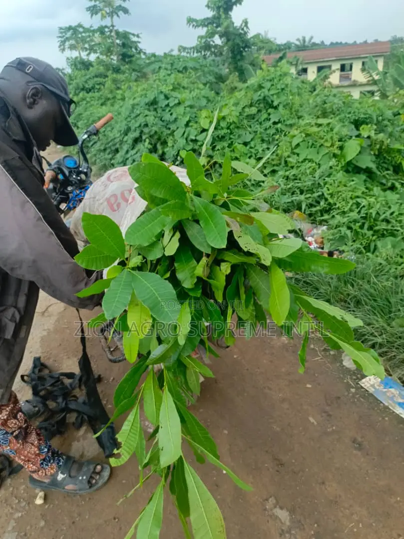 Chasew Seedlings
