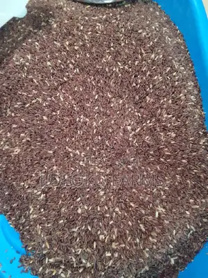 Brown Rice (1bushel)