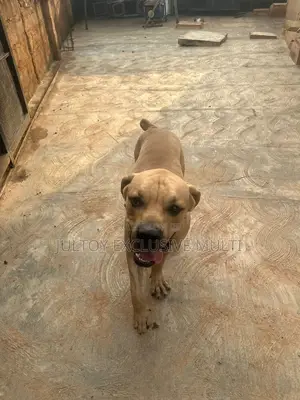 1+ year Male Purebred Boerboel