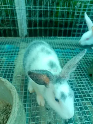 Male Weaner Rabbits of Different Breeds Available for Sale