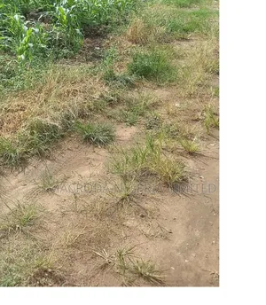 9060sqm Bareland Near Palm Avenue Mushin Lagos