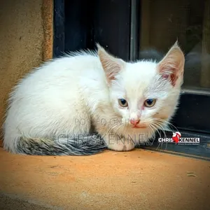 0-1 month Female Purebred American Shorthair