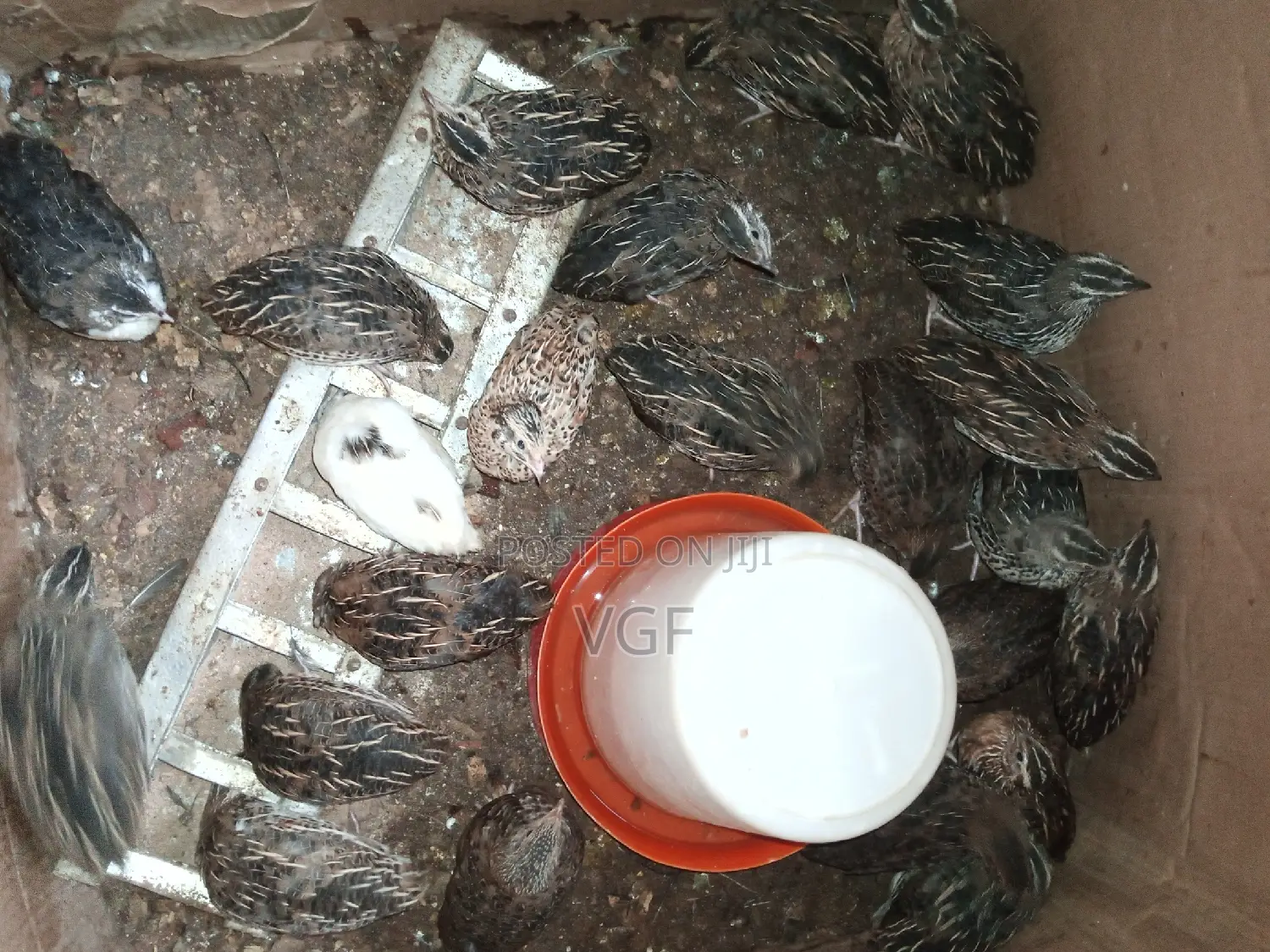 Doc , Pol Quails