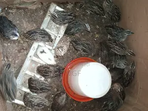 Doc , Pol Quails