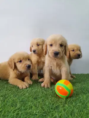 1-3 months Female Purebred Golden Retriever