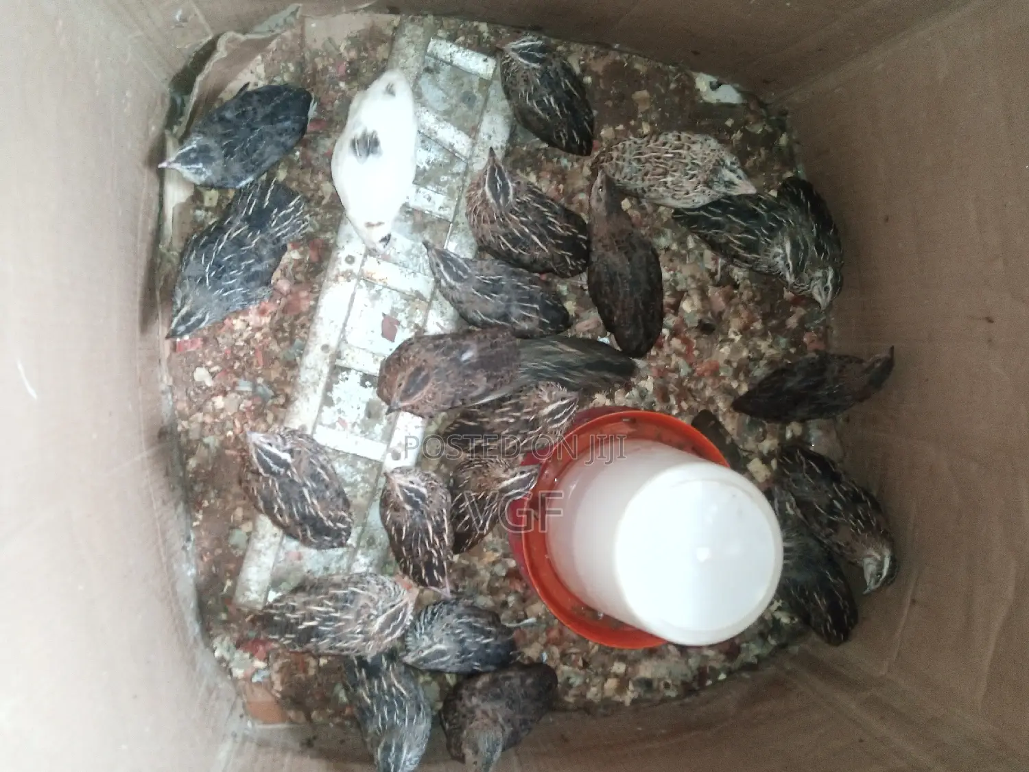 Doc , Pol Quails