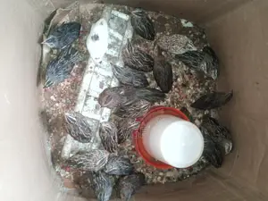 Doc , Pol Quails