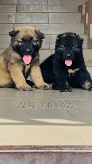 1-3 months Female Purebred Caucasian Shepherd