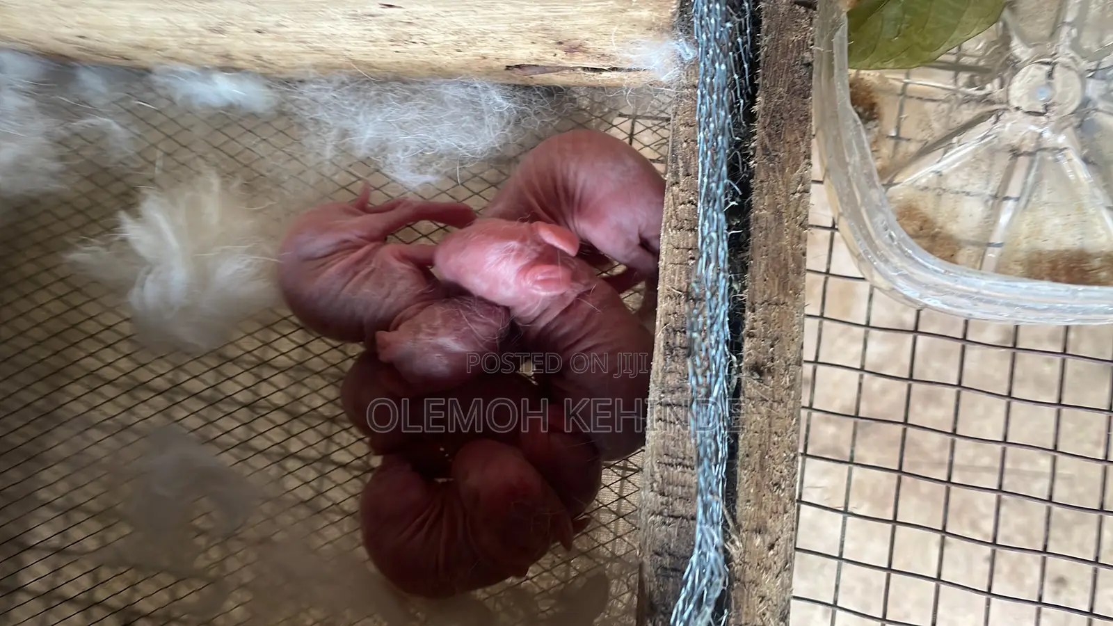 Rabbit Farming