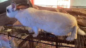 Rabbit Farming