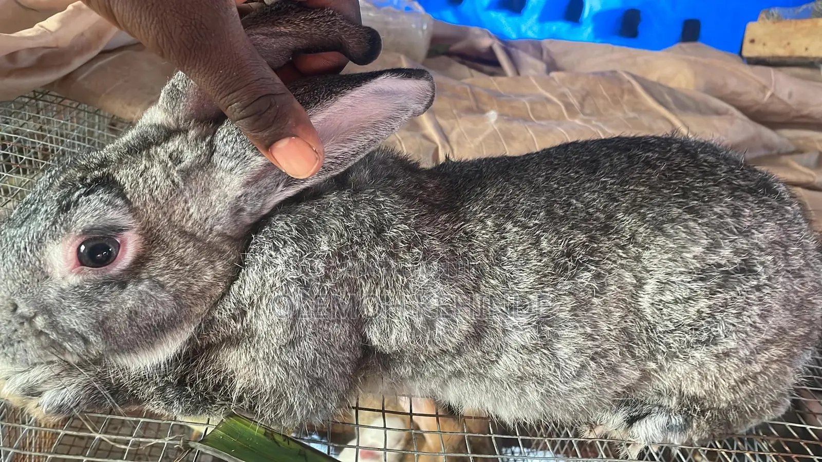 Rabbit Farming