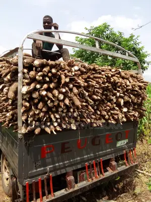 Cassava Tubers Available for Sale in Large Quantities