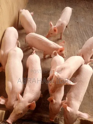 Piglets/Boar/Sow