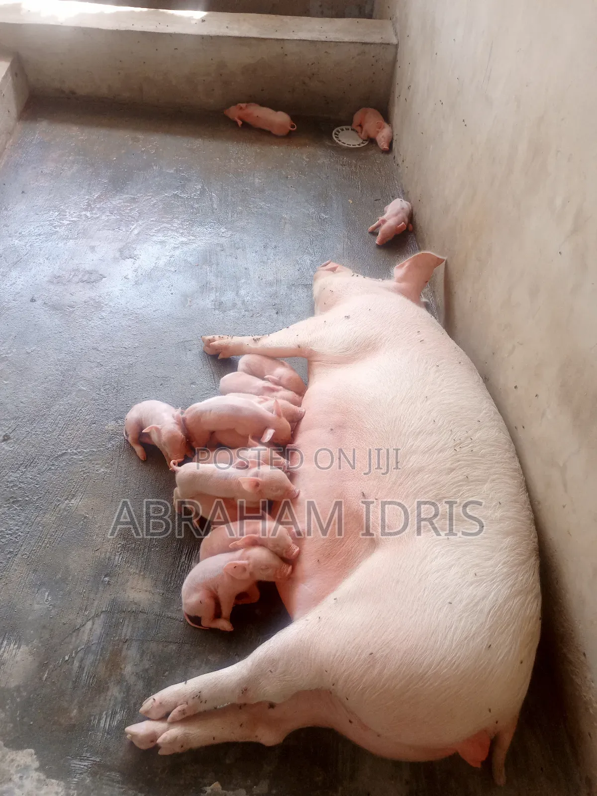 Piglets/Boar/Sow