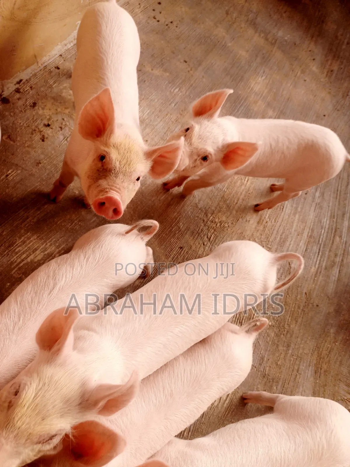 Piglets/Boar/Sow
