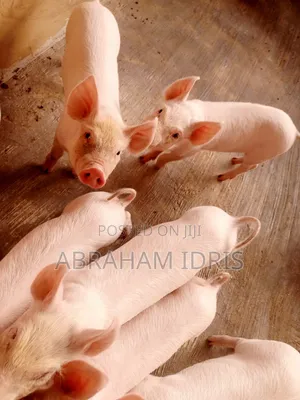 Piglets/Boar/Sow