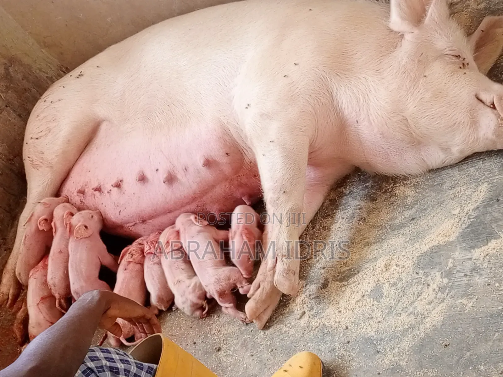 Piglets/Boar/Sow