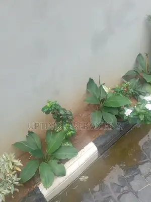 Garden Building and Maintenance at It's Best.