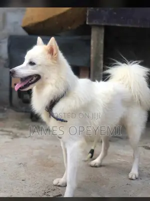 1+ year Male Purebred American Eskimo