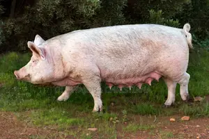 Pregnant Pig(Sow) and Advance Growers