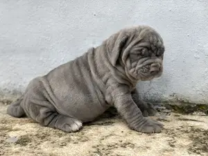 1-3 months Female Purebred Neapolitan Mastiff