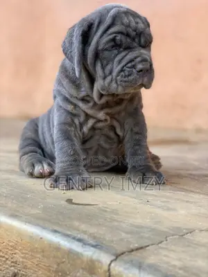 1-3 months Female Purebred Neapolitan Mastiff