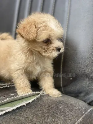 1-3 months Male Purebred Lhasa Apso