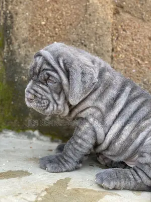 1-3 months Female Purebred Neapolitan Mastiff