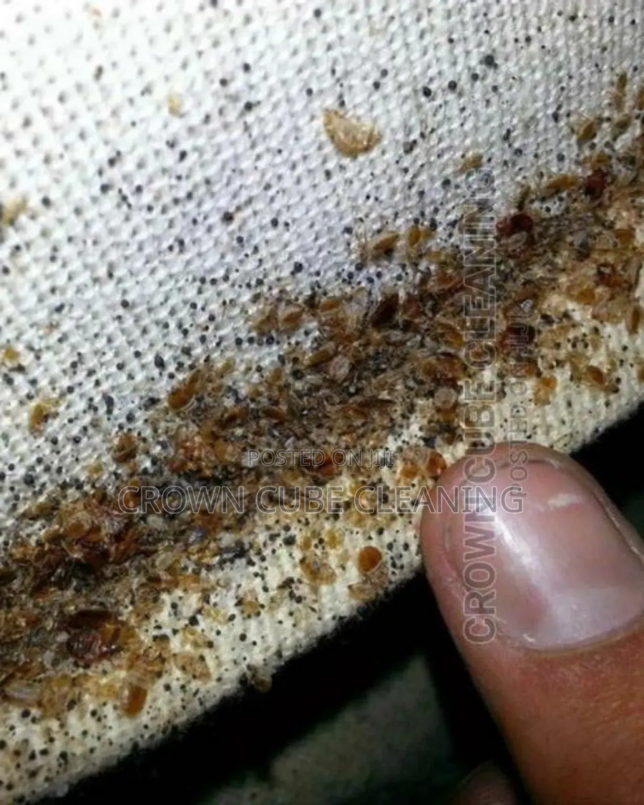 Bugs Fumigation Services /