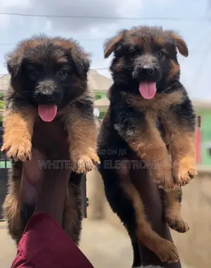1-3 months Female Purebred German Shepherd