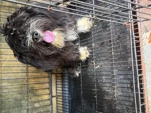 3-6 months Male Purebred Lhasa Apso
