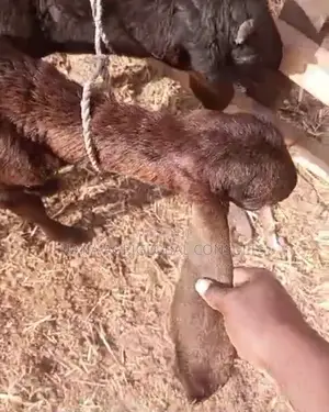 Uda Balami (Ram Sheep and Goat)