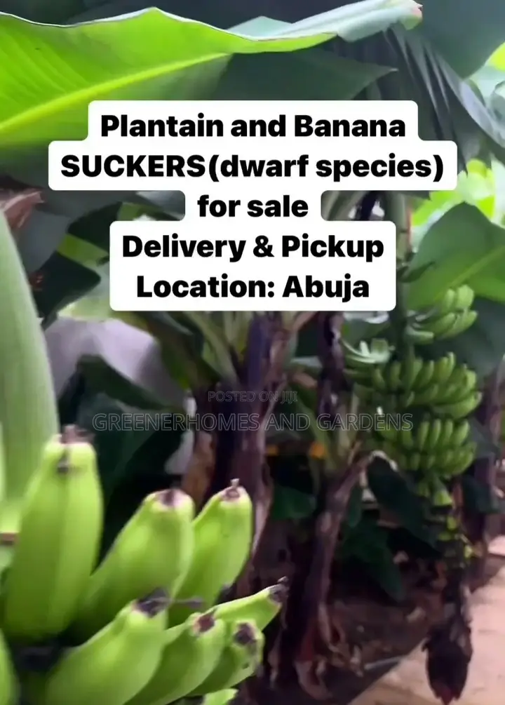 Dwarf Banana Suckers
