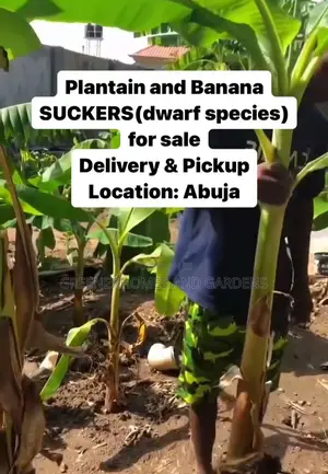Dwarf Banana Suckers
